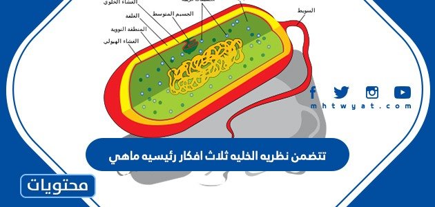 تتضمن نظريه الخليه ثلاث افكار رئيسيه ماهي