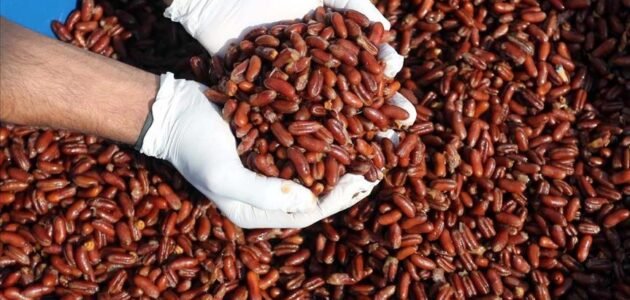 يجدد خلايا البشرة ويخفي علامات الشيخوخة.. فوائد سحرية من نوى التمر