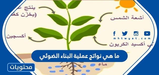 ما هي نواتج عملية البناء الضوئي