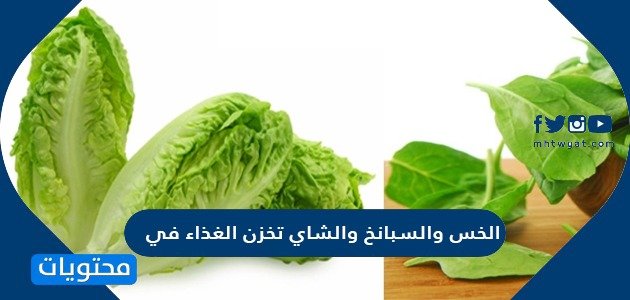 الخس والسبانخ والشاي تخزن الغذاءفي