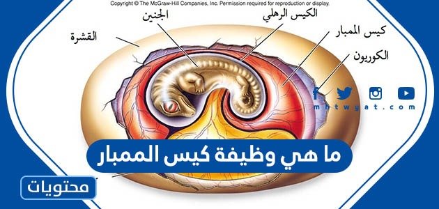 ما هي وظيفة كيس الممبار