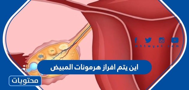 اين يتم افراز هرمونات المبيض