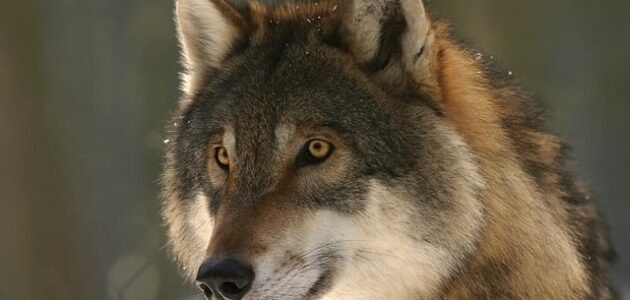 هل يغتسل الذئب من الجنابة