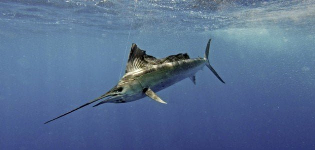 ماهو اسرع المخلوقات البحرية وأهم المعلومات