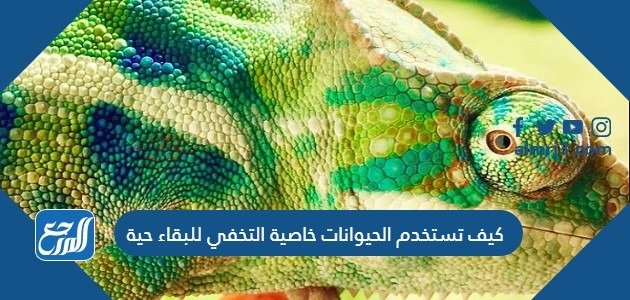 كيف تستخدم الحيوانات خاصية التخفي للبقاء حية – خليجنا