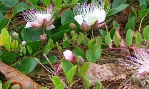 فوائد عشبة القبار جابر القحطاني وطريقة استعمالها