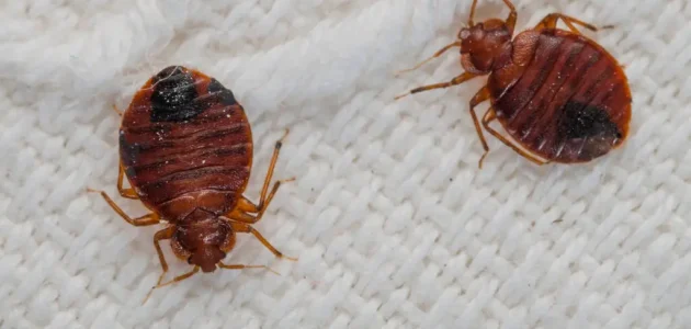 حشرة فراش البق تغزو فرنسا وكيف تصدت السلطات الفرنسية لها