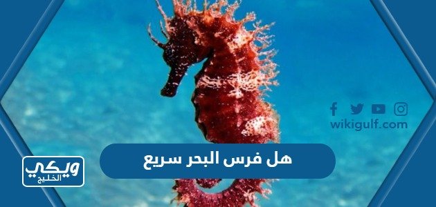 هل فرس البحر سريع – خليجنا