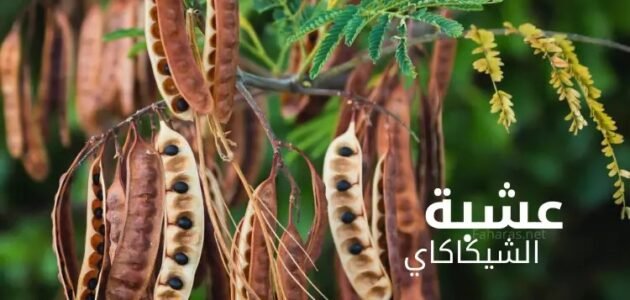 عشبة الشيكاكاي الهندية لتقوية الشعر الضعيف وتطويله